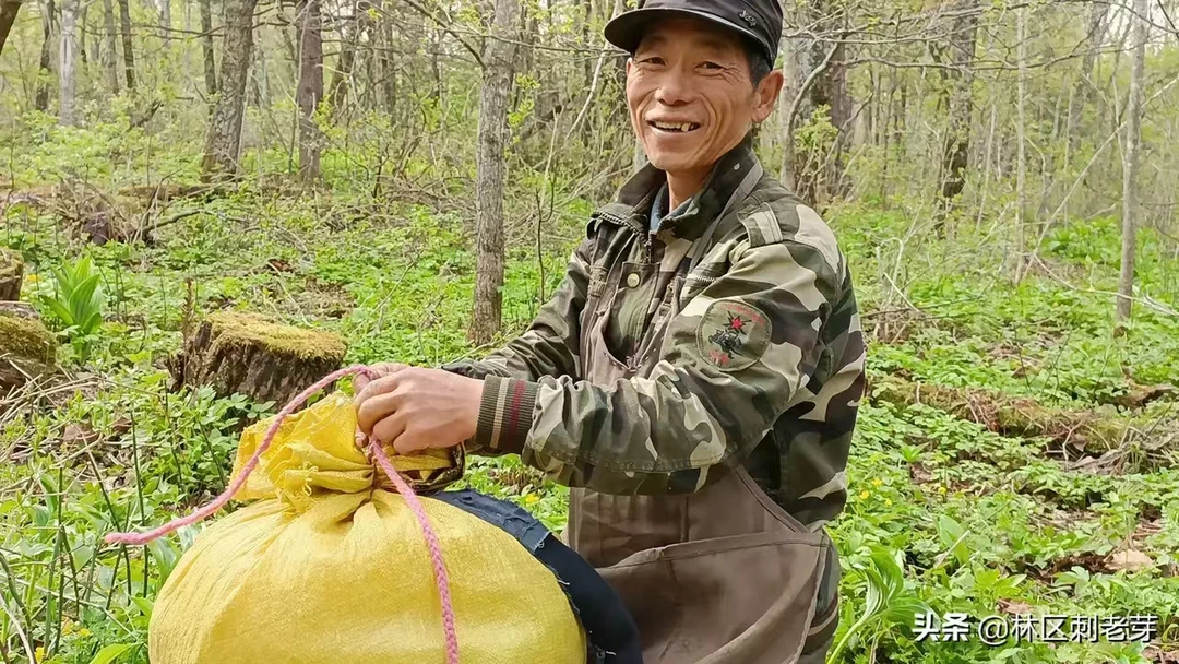 东北野菜黄瓜香，盐渍菜3斤