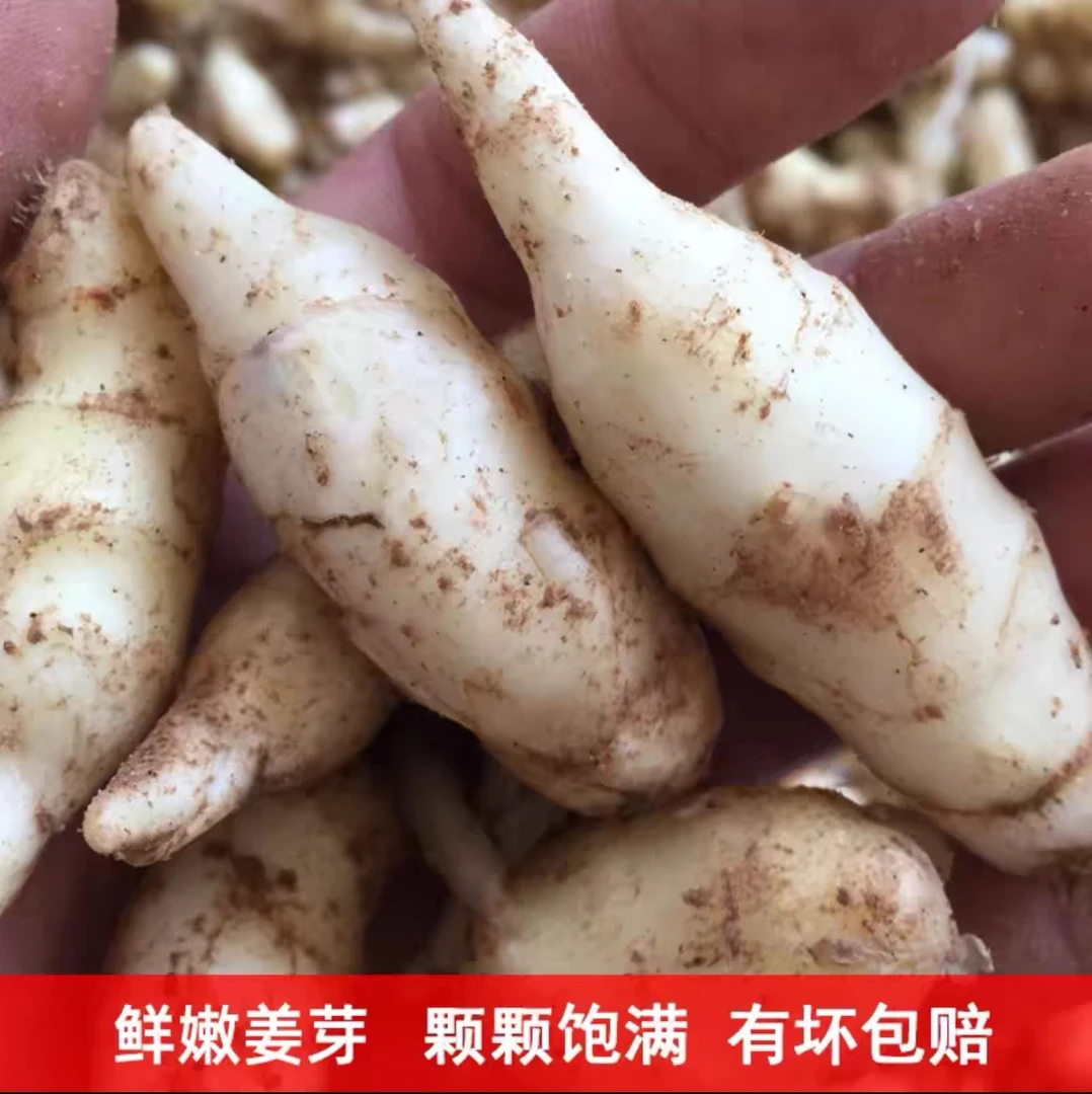 现挖嫩姜芽泡姜凉拌腌制小嫩姜芽