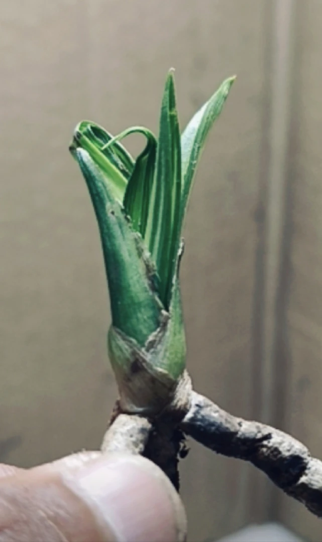 花香绿兰资源草FC