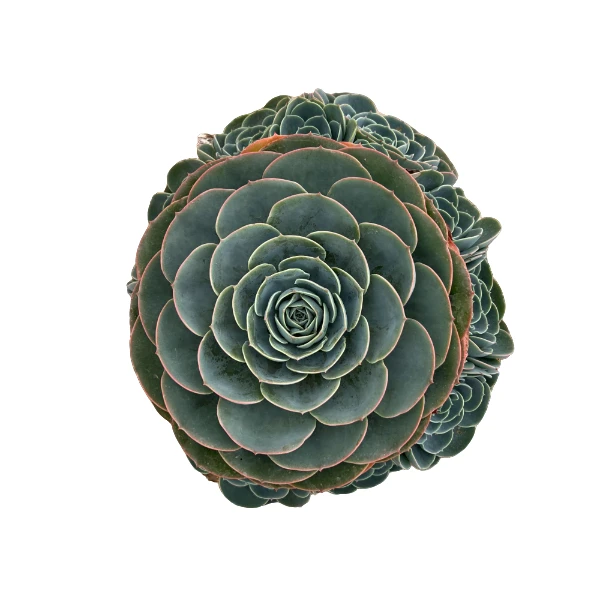 F外播地栽小玉蝶 新手必拍好看好养室内外多肉植物云南昆明发货