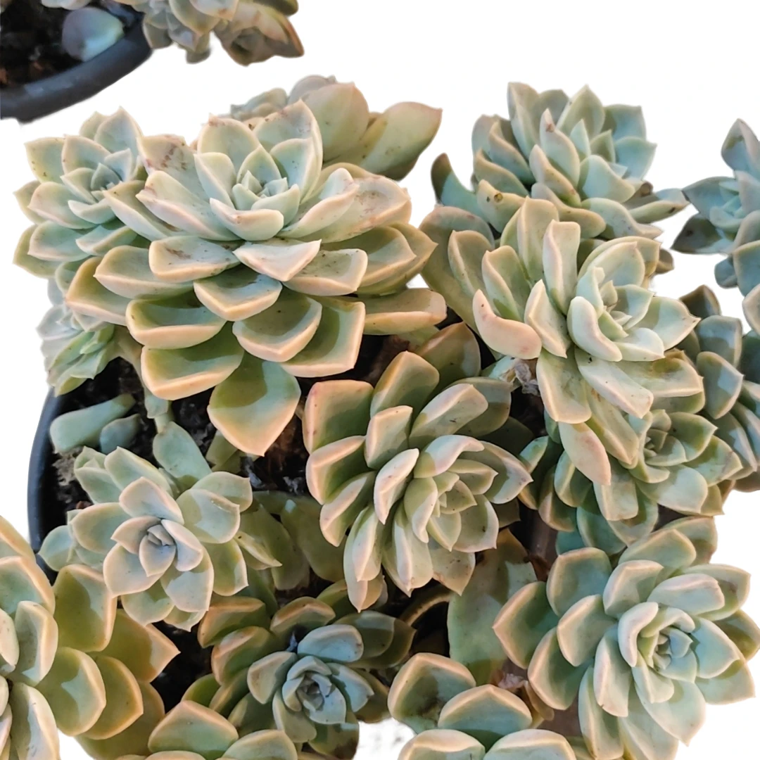 哈里沃森好看好室内外多肉植物 云南昆明发货