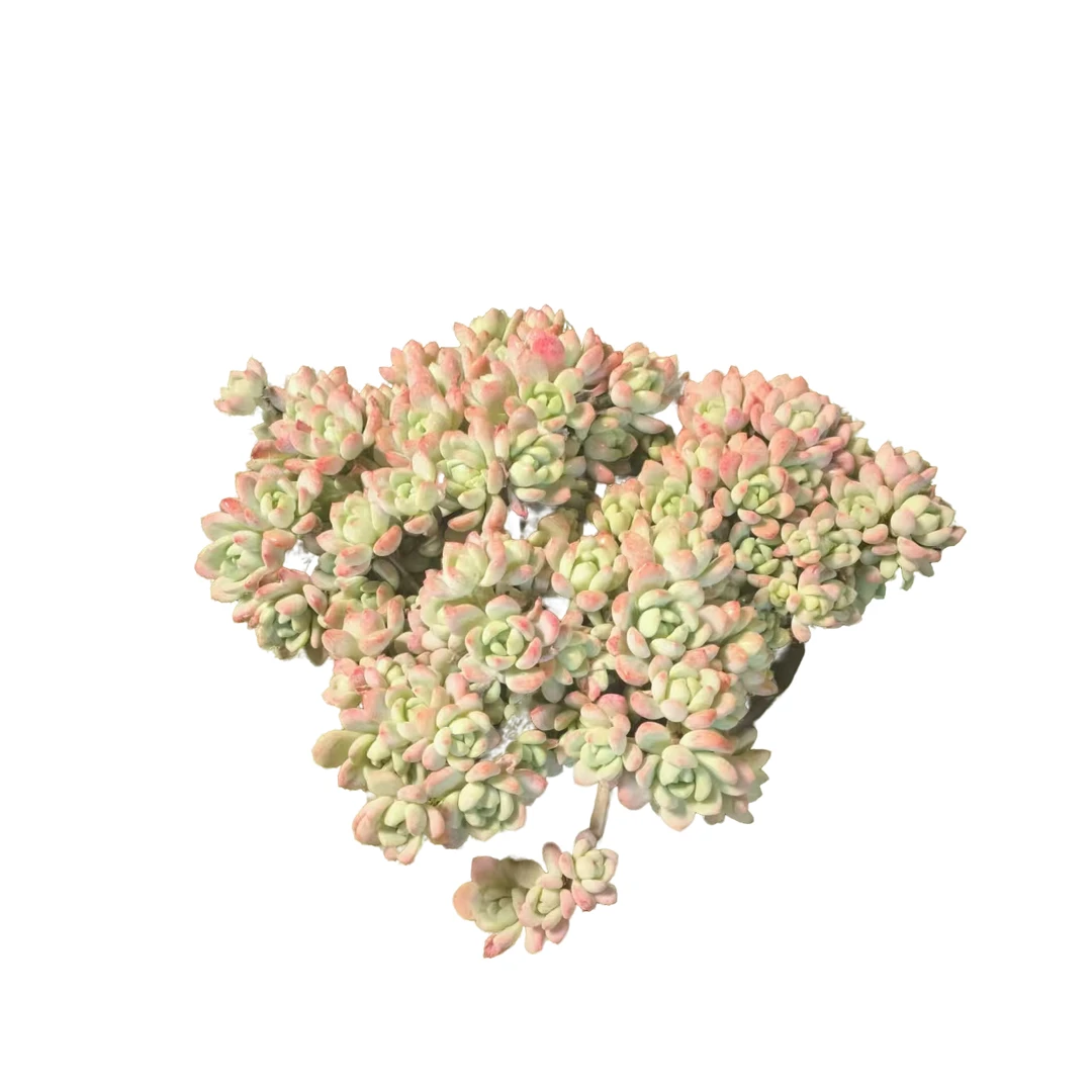 桃酥耐热耐寒新手必备好看好养室内外多肉植物云南昆明基地