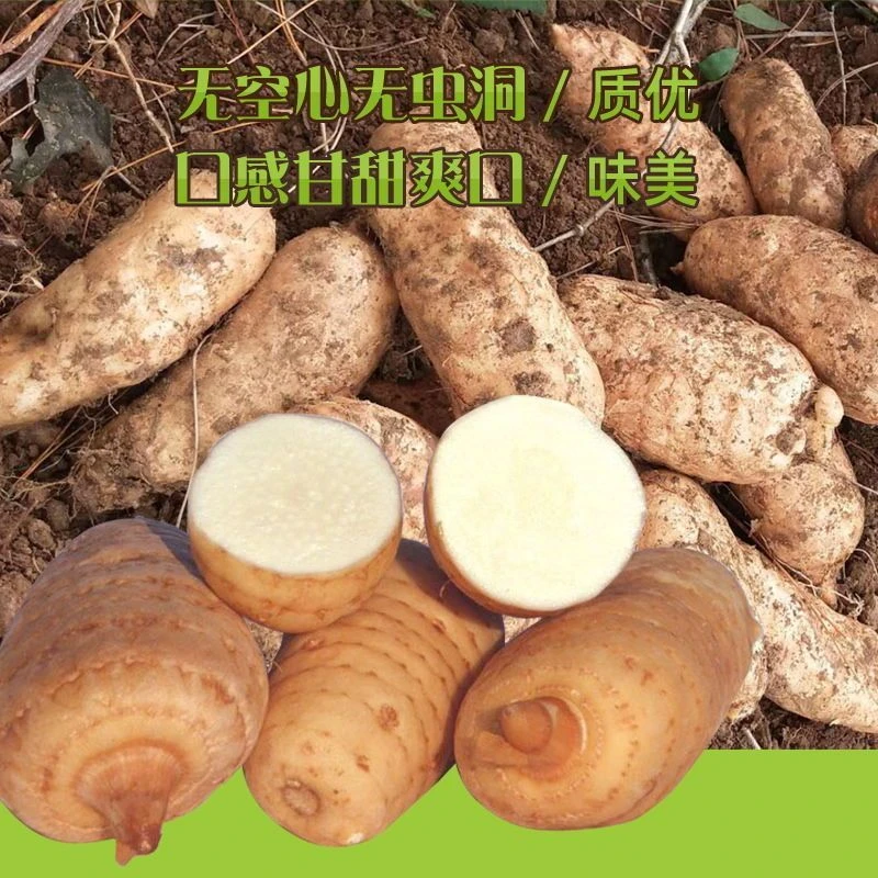 下山货风柜斗草50克，干货，养生肝喜欢直播间临时链接