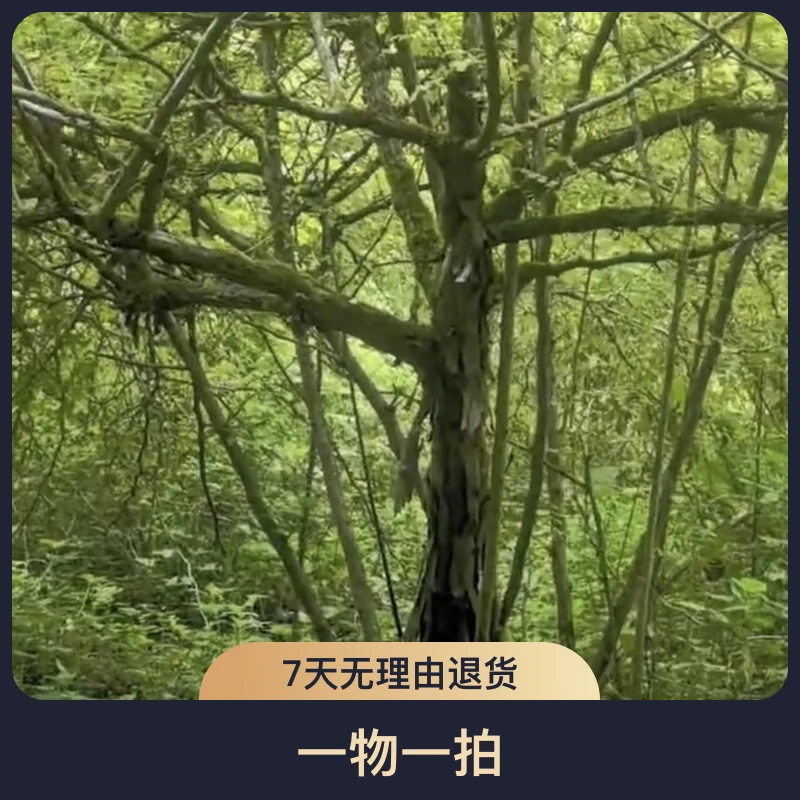 直播间同款刺梨老桩、一物一拍