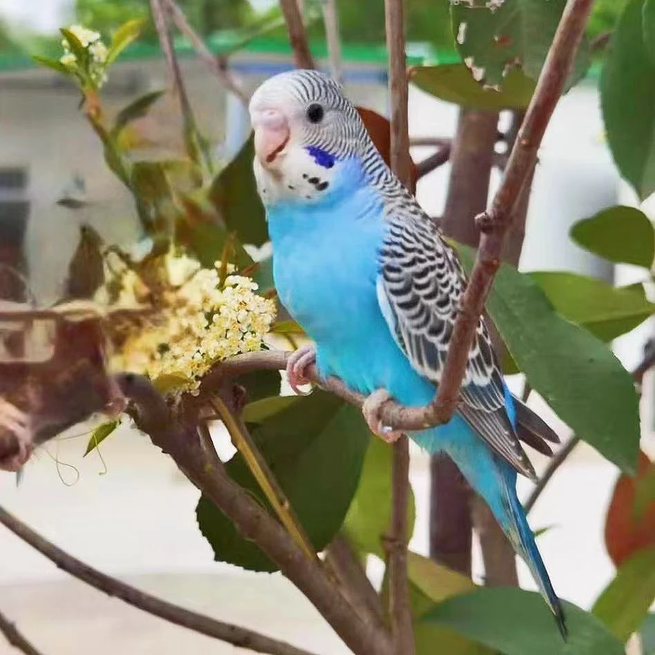 手养鹦鹉活体宠物鸟观赏鸟鹦鹉活鸟包邮虎皮鸟 1只