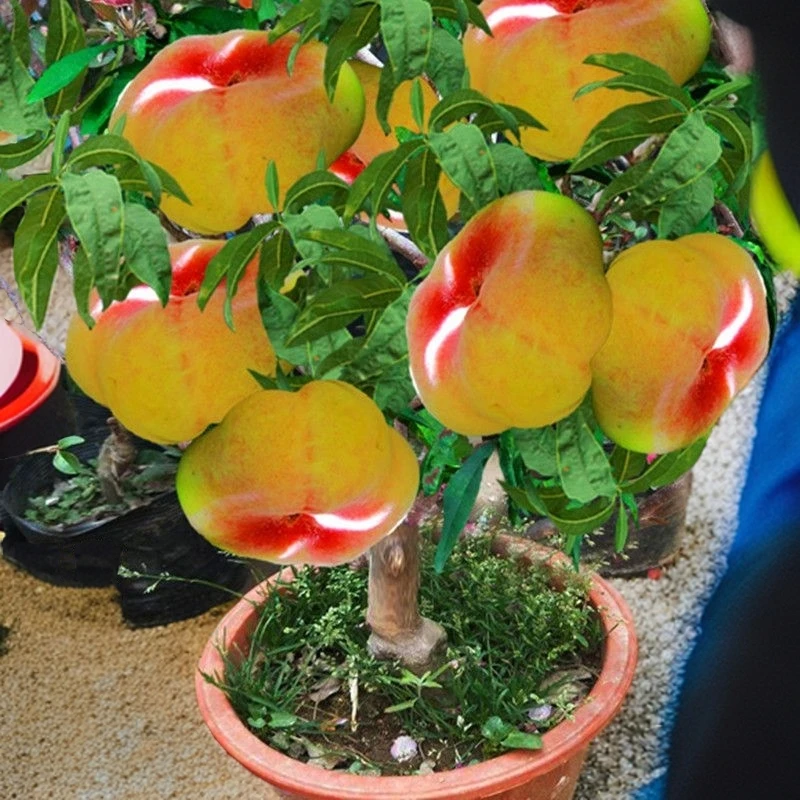 新品特大果蟠桃树苗耐寒嫁接血桃树苗南北方地栽盆栽抗寒当年结果