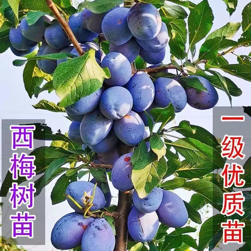 嫁接离核大果西梅树当年结果耐寒南北方盆栽地栽阳台种植当年结果