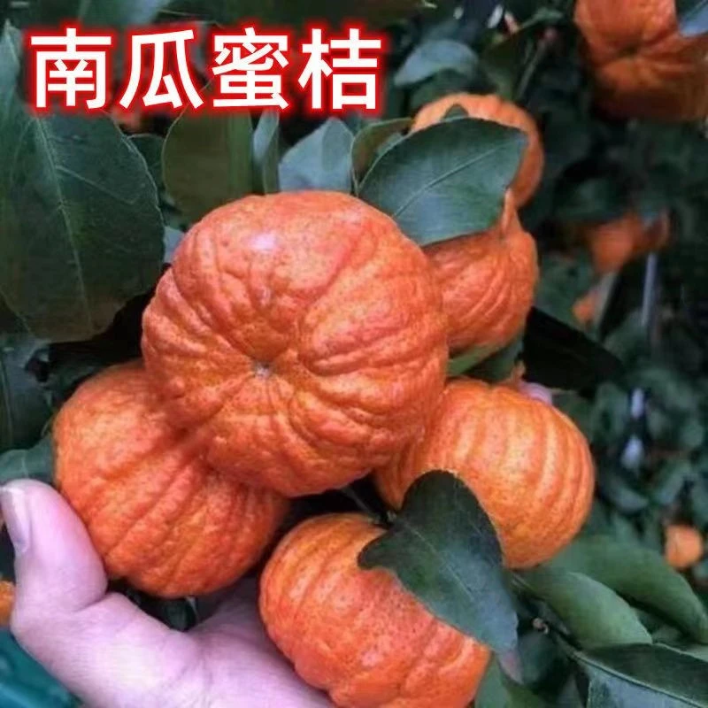 正宗嫁接桔子苗南瓜橘子树苗无核柑桔苗南北方种植盆栽地栽沃柑苗