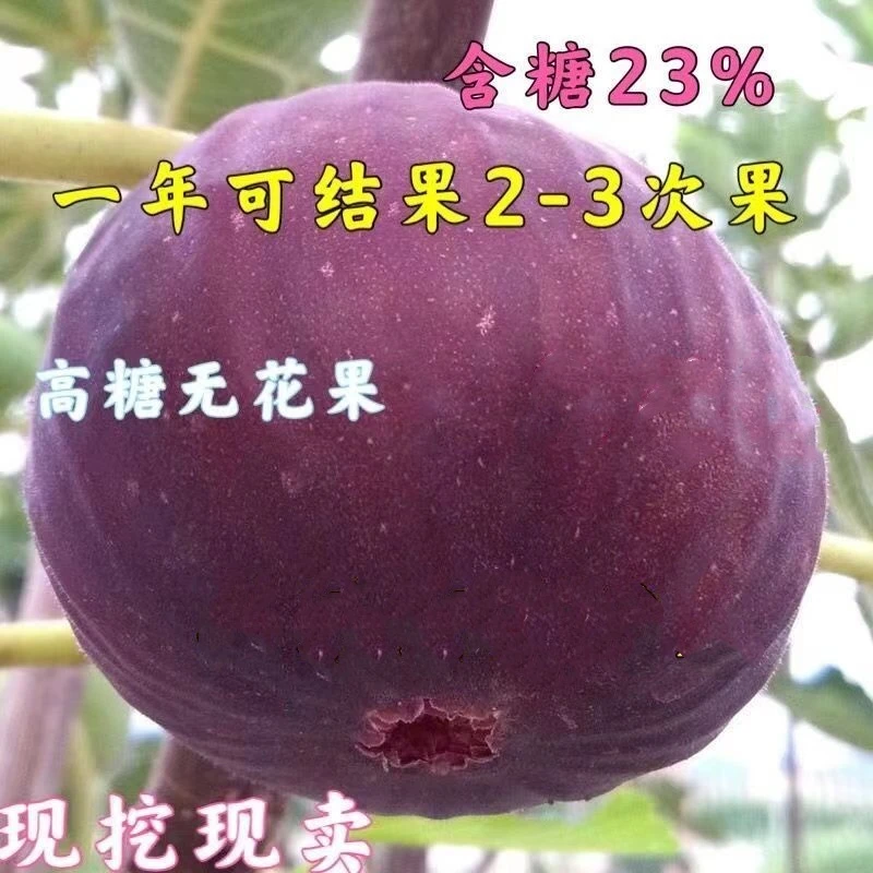 正宗包活嫁接砂糖无花果特大抗寒南北方种植当年结果树苗原土发货