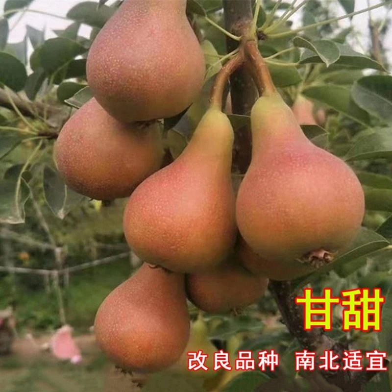 珍宝香梨苗嫁接小香酥梨树苗脆甜巴梨耐寒盆地栽南方北方庭院种植