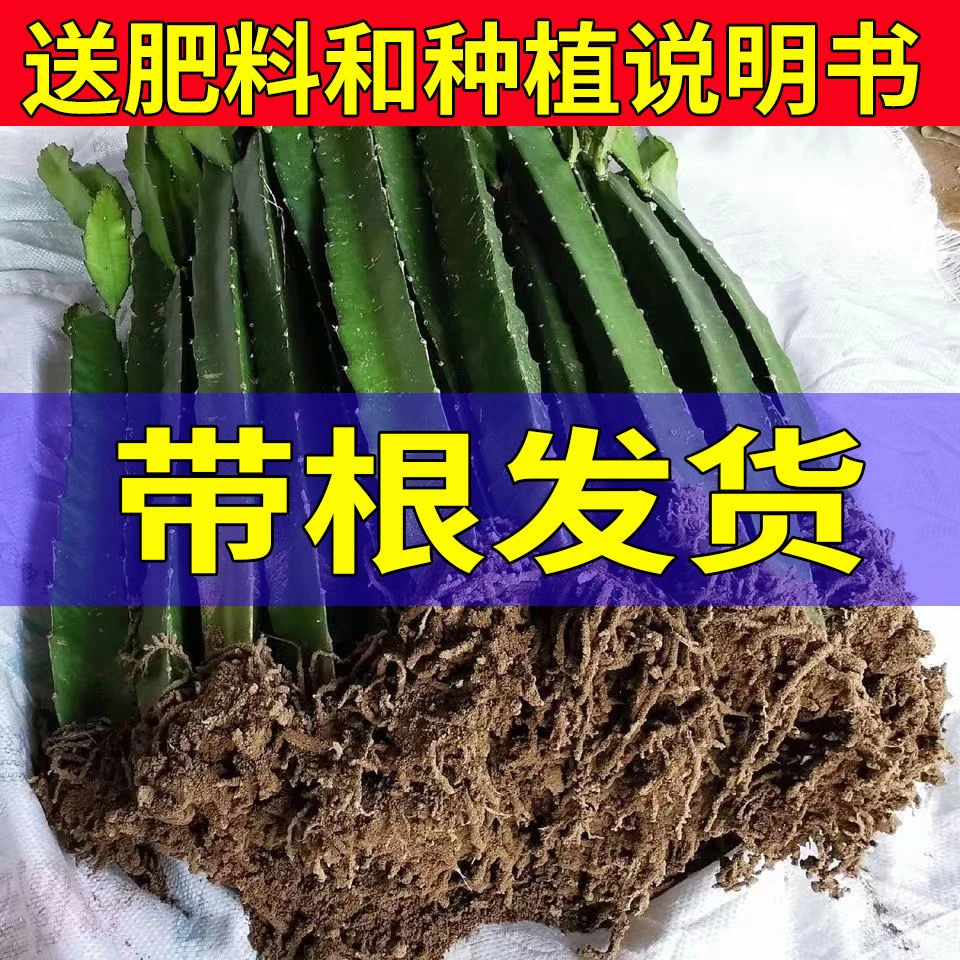 红心火龙果苗庭院盆栽地栽优质苗南方北方种植果树苗当年结果
