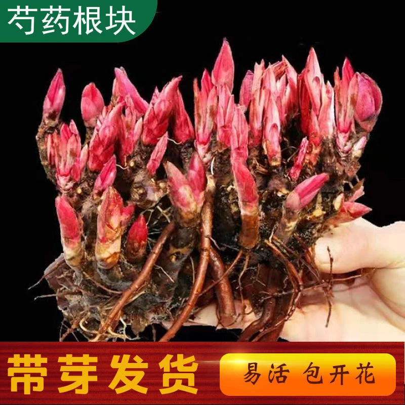 芍药花苗四季开花耐寒芍药根块室外牡丹花苗庭院老桩盆栽花卉室内