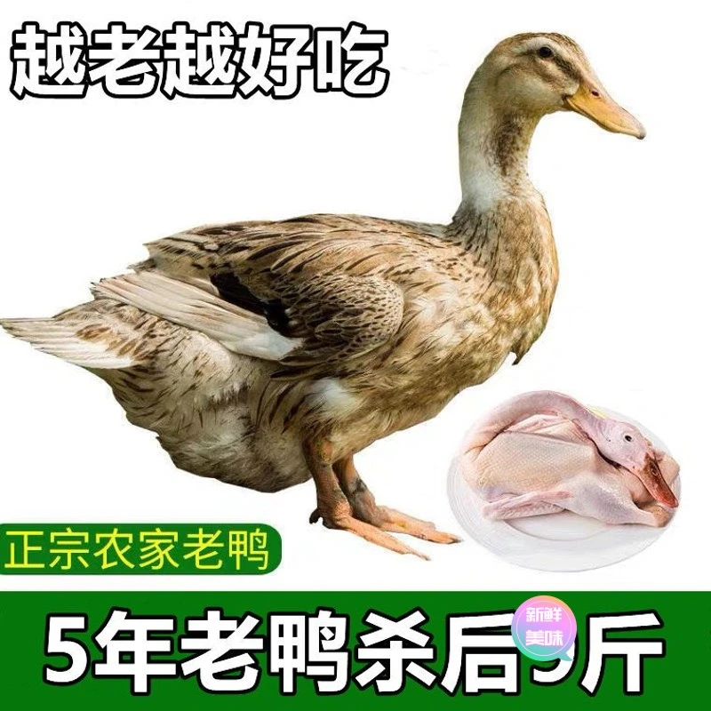 【东方推荐】散养农家老鸭正宗5年土鸭水鸭子老麻鸭蛋鸭活鸭现杀