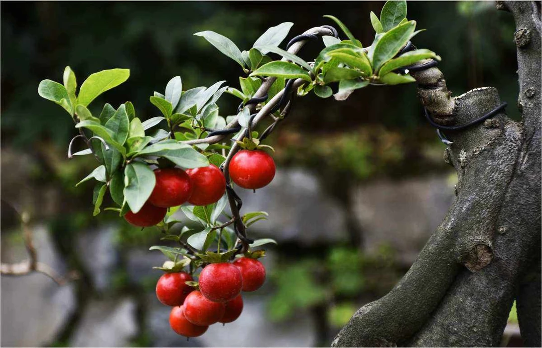 金弹子老鸦柿盆景樱花素材，耐寒耐高温舍利子海棠树金弹子树绿植