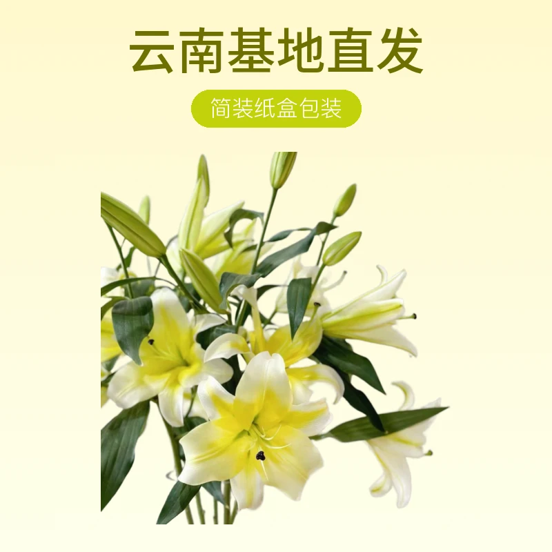 黄天霸　浓香型百合【一单中通任意两单升级顺丰或德邦　20％不售后