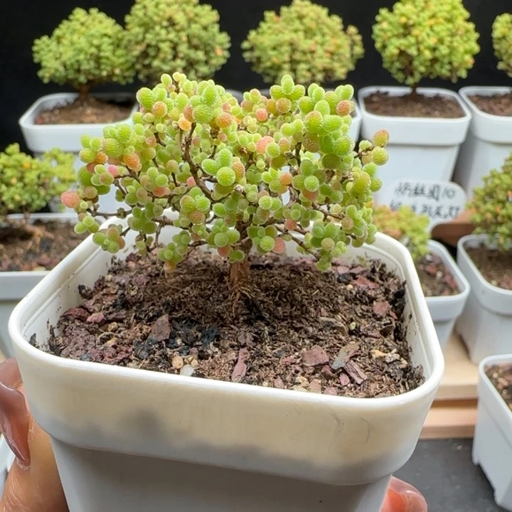 9号蜜橘6.5口径盆