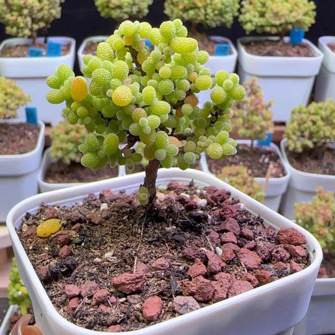 落**晖落日余晖专拍金桔一棵