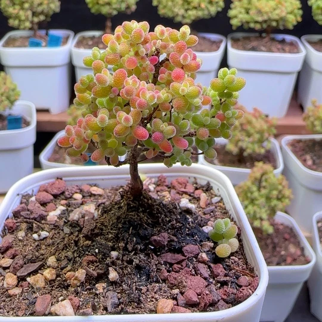 12号蜜橘6.5口径盆