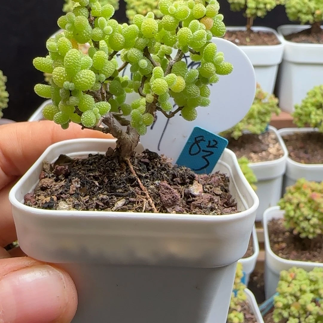 ✨****女少女专拍