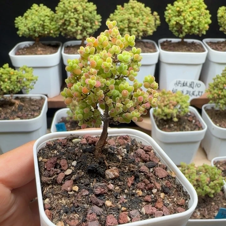 10号蜜橘6.5口径盆