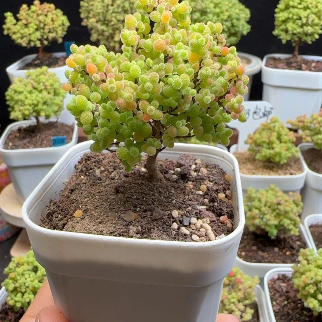 14号蜜橘6.5口径盆