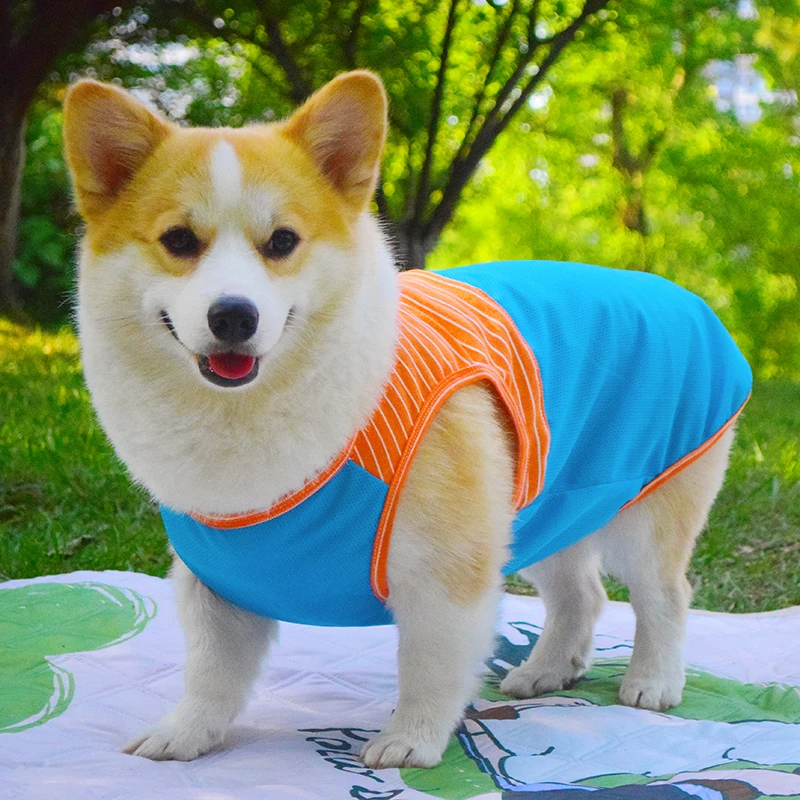 柯基柴犬狗狗衣服春夏天薄款背心2024新款防掉毛防晒防脏防虫马甲