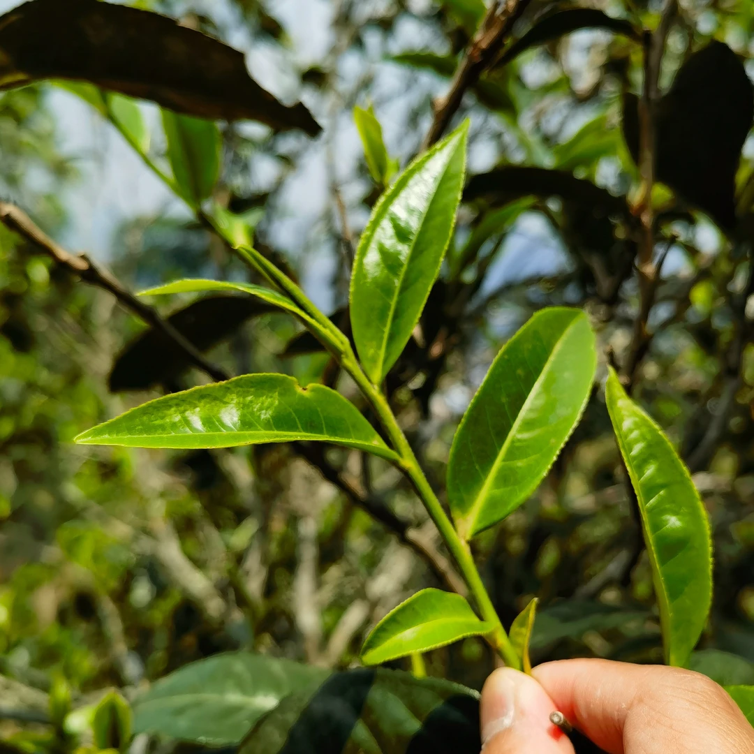 200克散茶  新客必入：2024年临沧忙肺古树秋 普洱生茶