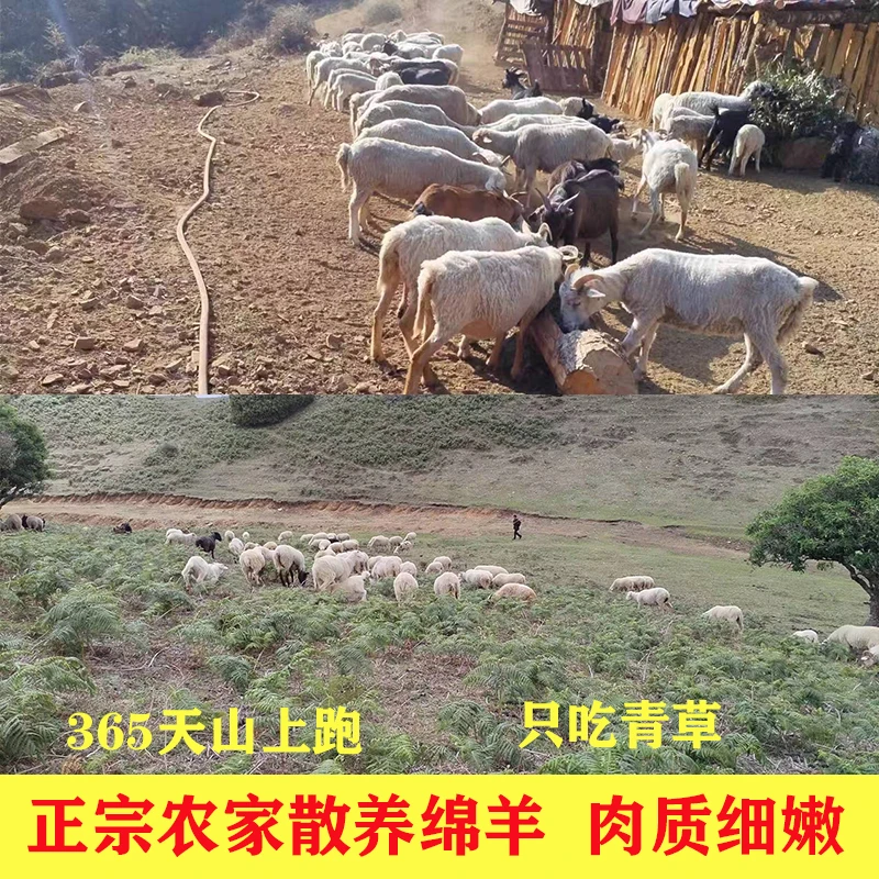 四川正宗高山散养绵羊肉新鲜现宰现发 3/斤5/斤装