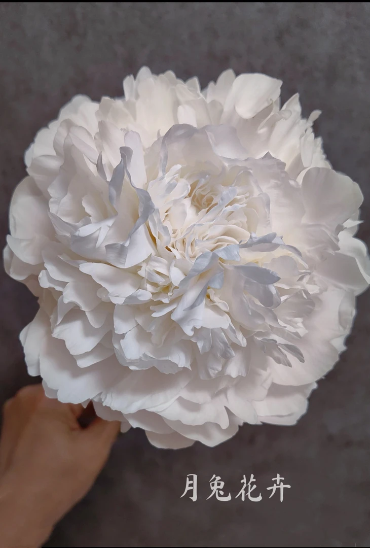 进口大花重瓣白色芍药品种巴林顿月亮菏泽发货