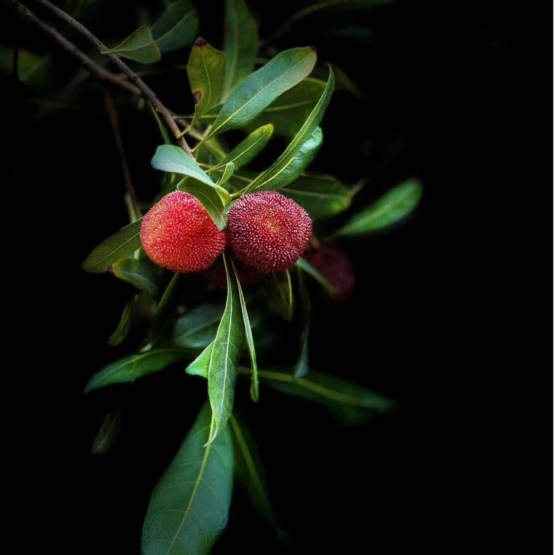 正宗仙居杨梅东魁大个杨梅现摘鲜果当季端午送礼大果4-6斤农产品