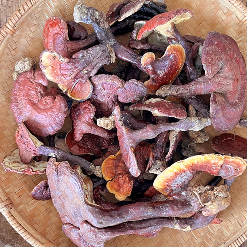 云南深山特产 养生滋补品可食用松针白肉灵芝 干货养身滋补品