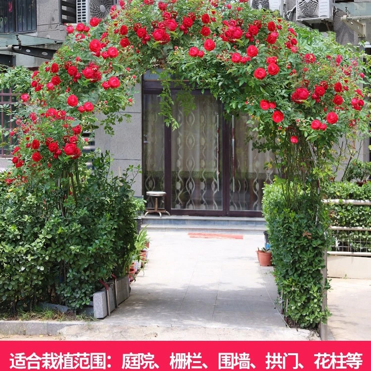 四季红木香多季节开花，露天苗，福利价格