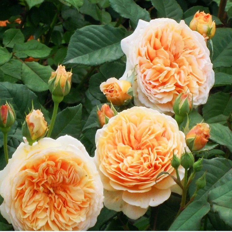 玛格丽特王妃藤本月季花大苗浓香四季蔷薇阳台庭院爬藤花卉植物