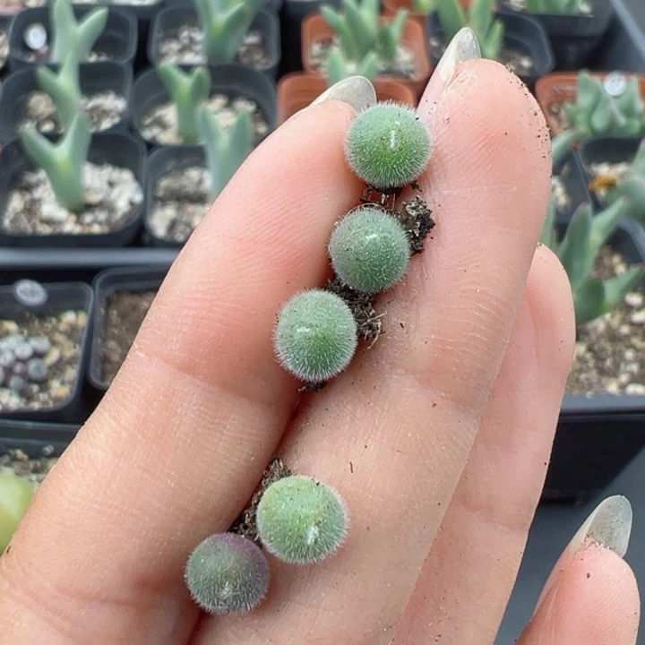 蹦****爱8号1111111111111