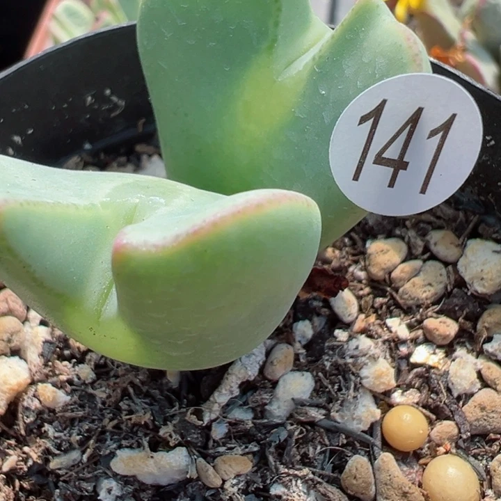 ⭐️****141号11111111111111