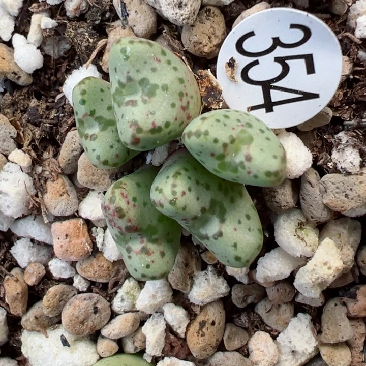 354号。1111111111111