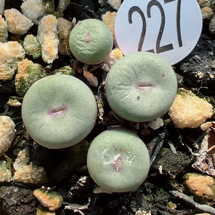 227尺寸小111111111111