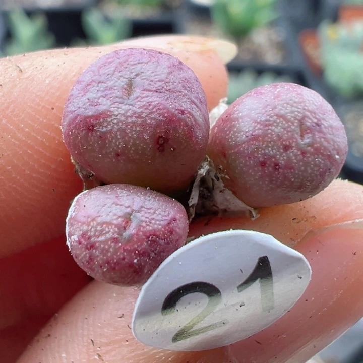 21号，1111111111111