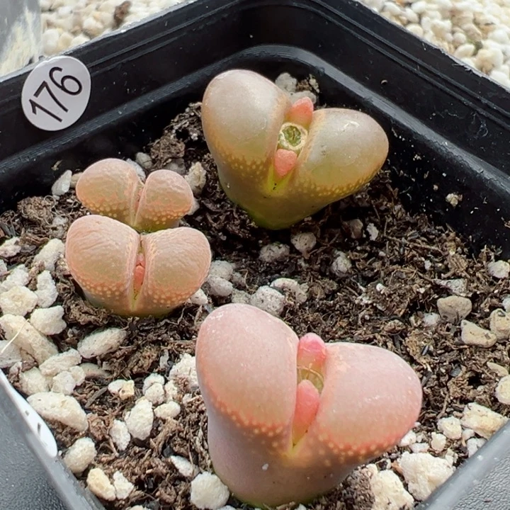 176号1111111111111111