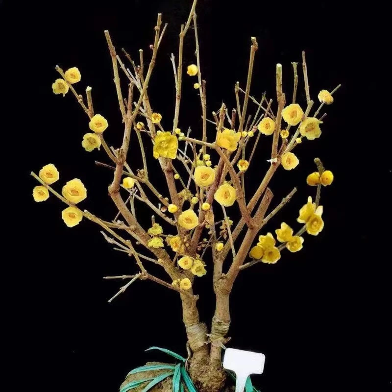 阳台庭院芳香花卉年宵花卉嫁接腊梅耐寒秋冬植物观花植物室内阳台