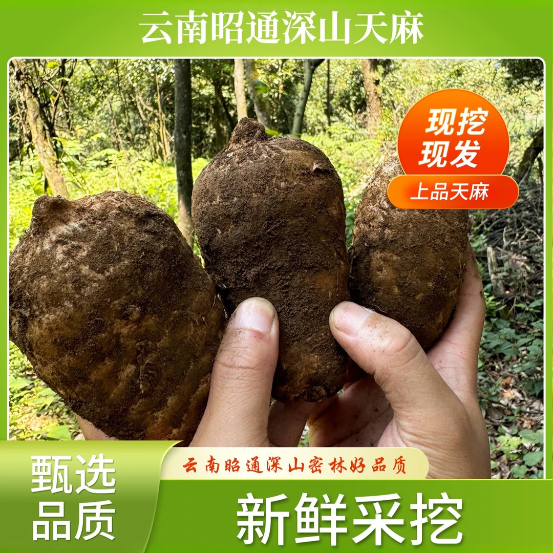 【顺丰速运】云南昭通小草坝原生态新鲜高山乌天麻源头天麻现挖现发