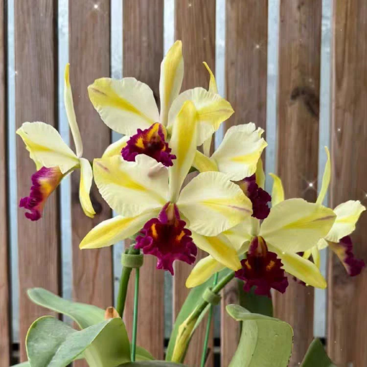 卡特兰快乐假期原盆连体今年开花苗室内办公室庭院花卉绿植洋兰花