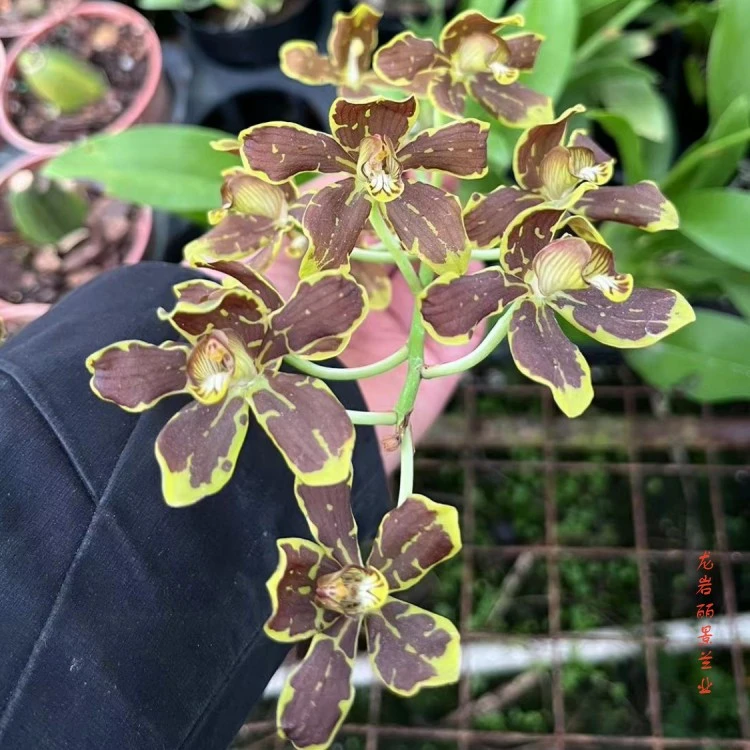 洋兰苣兰原盆连体带花苞室内办公室客厅花卉绿植兰花文心兰跳舞兰