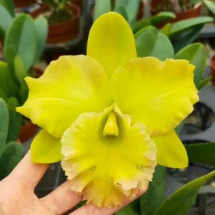 卡特现货兰翡翠玉带 Rlc. Lustrors Jade 黄绿色室内办公室洋兰花