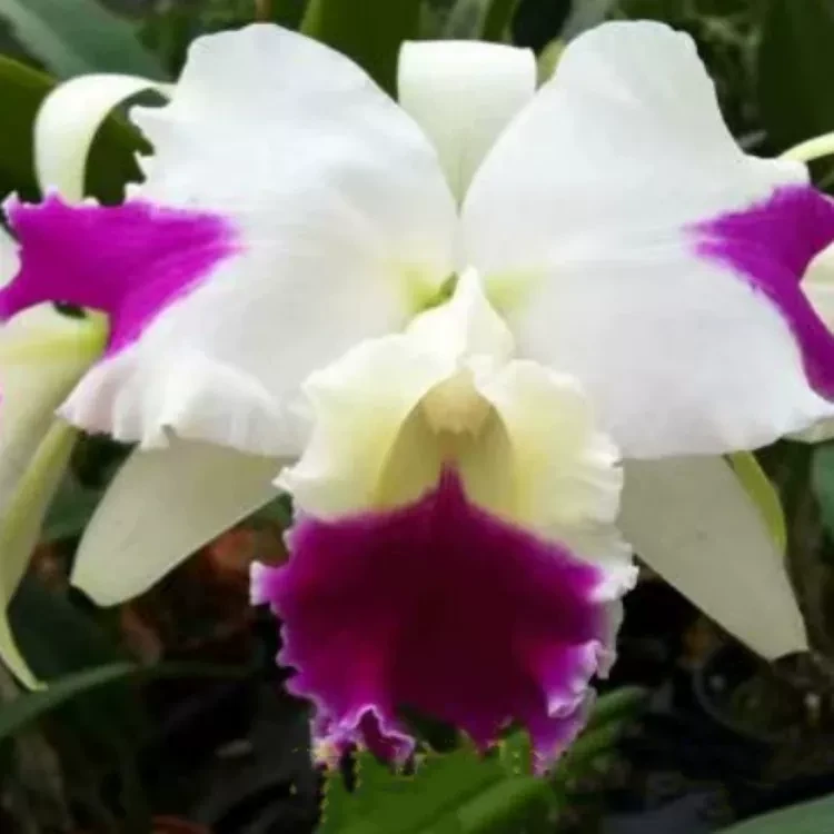 卡特兰 C. Memoria Doctor Peng‘Combe' 甘比大花卡特插角洋兰花