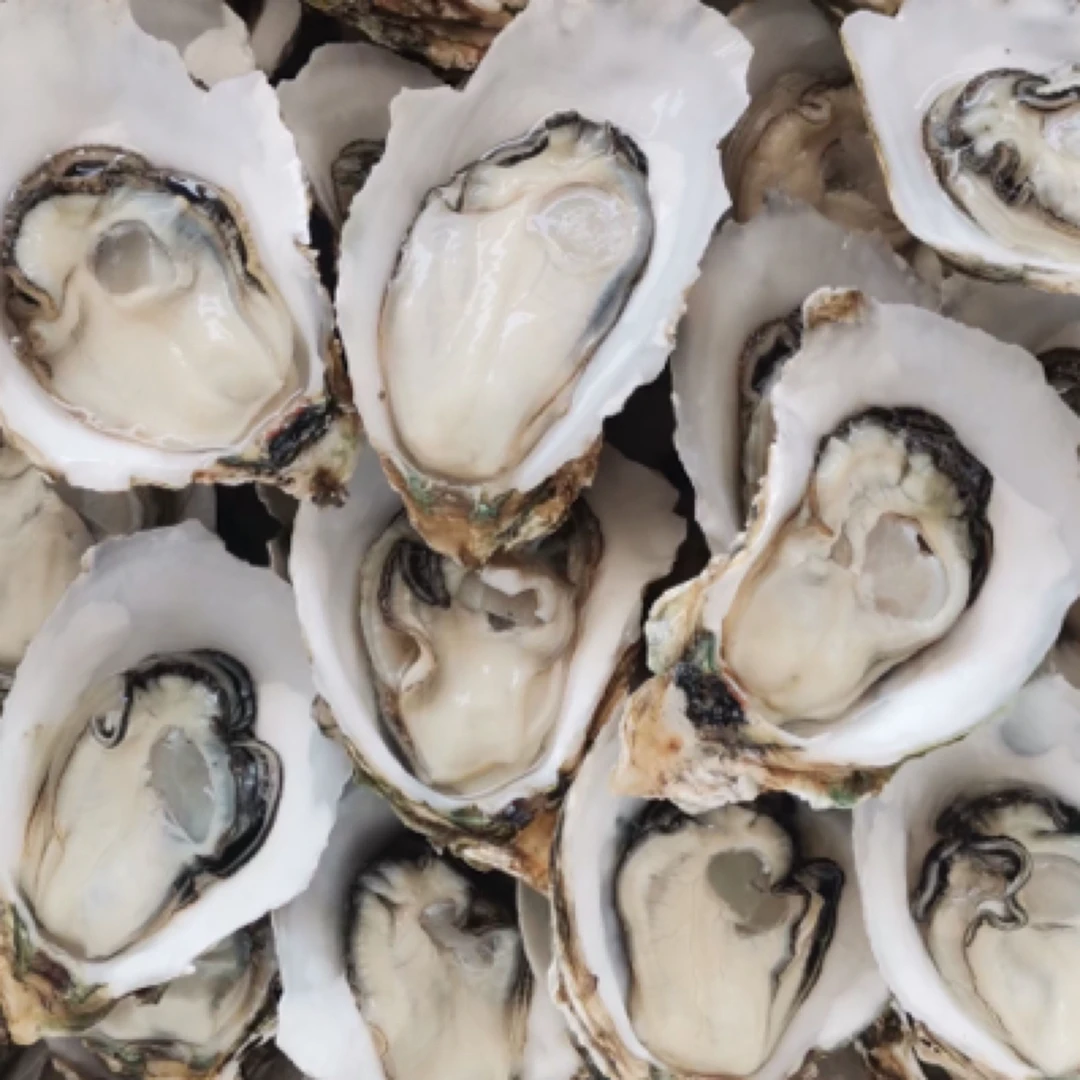 台山原产地直发新鲜带壳20只小白蚝