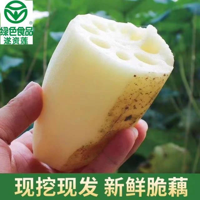 现挖现发四川当季新鲜莲藕清炒脆爽鲜嫩清甜