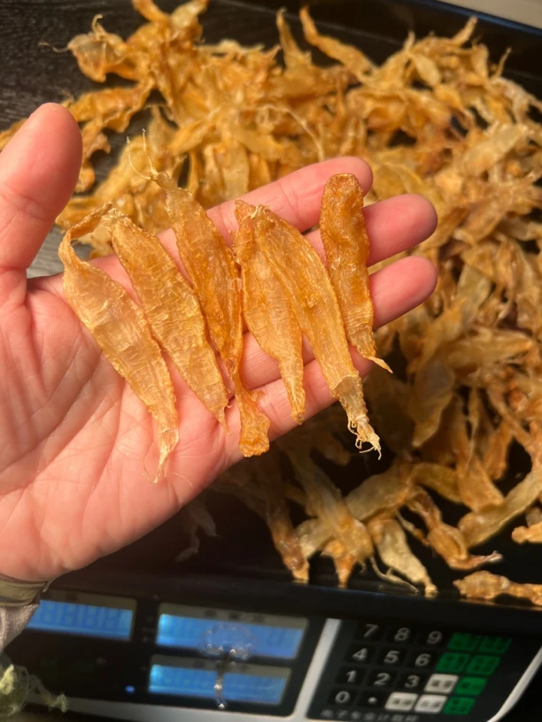 小土鳘鱼胶干货花胶