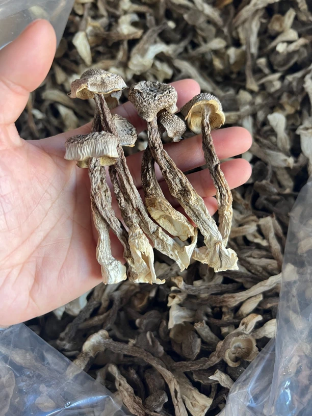 鹿茸菇干货鹿茸菌250g-500g包邮脆脆菇新鲜土特产煲汤食材香菇
