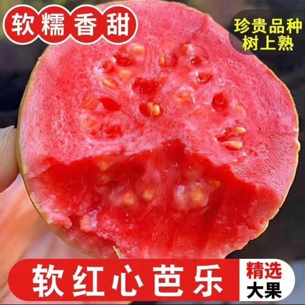 【顺丰京东包邮】红心软芭乐/白心奶油软糯番石榴1斤3斤5斤当季水果